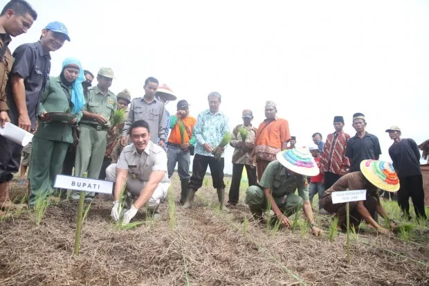 BP4K Intensifkan Penyuluhan di Lahan LP2B Kinerja Buruk, PPL Akan Disanksi